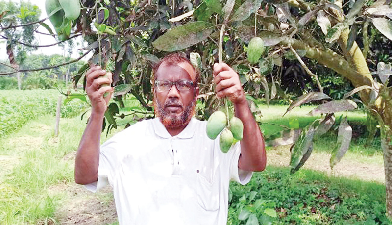 আমবাগানে সফল রকিব