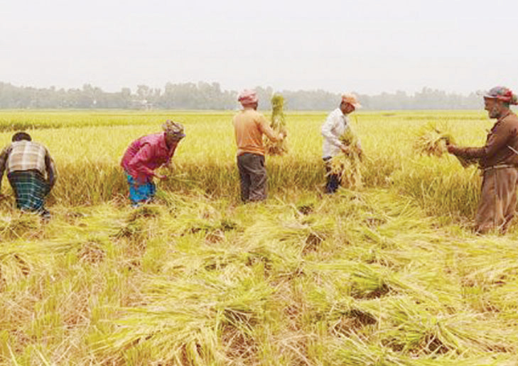 বোরোতে বিঘায় ১২ হাজার টাকা লাভে খুশি কৃষক