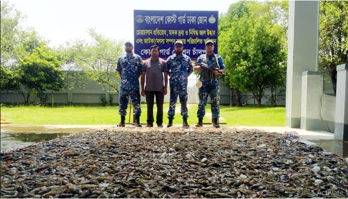 চাঁদপুরে দেড় হাজার কেজি জেলিযুক্ত চিংড়ি জব্দ