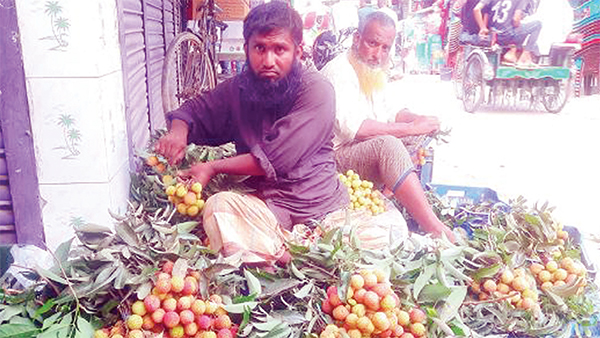 দিনাজপুরে লিচুর বাম্পার ফলন