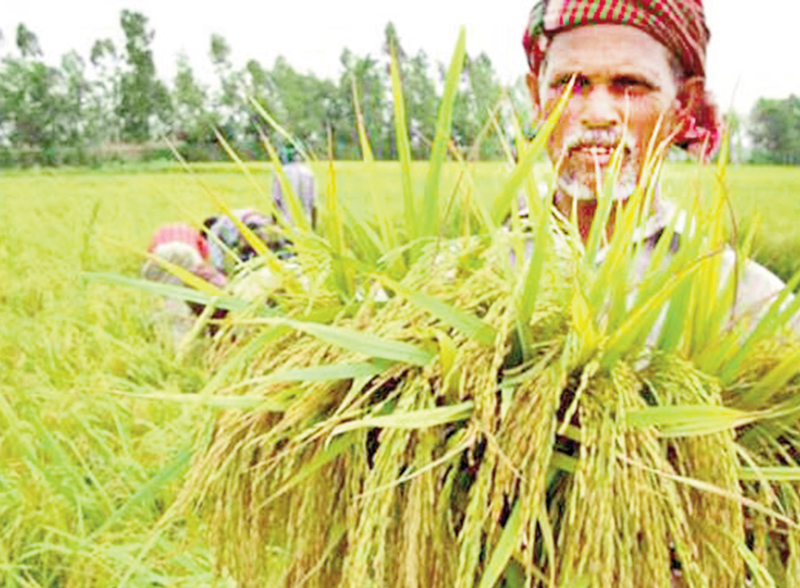 বোরো জাতের যুগসন্ধিক্ষণ, নতুনে বিস্ময়