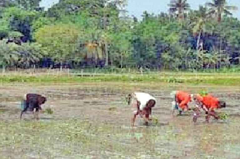 পাট চাষে নতুন পদ্ধতি উদ্ভাবন