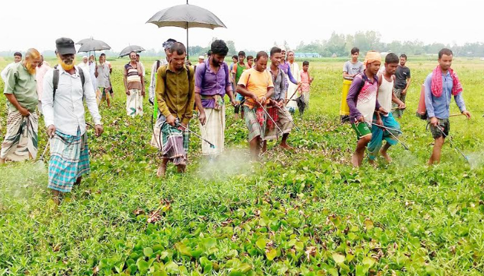 সাঁথিয়ায় কৃষকদের অর্থায়নে অনাবাদি জমির কচুরিপানা নিধনে বিষ প্রয়োগ 