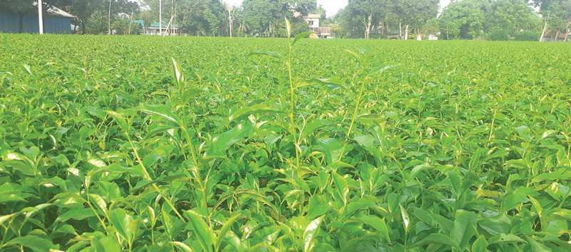 চা শিল্পে ঘটেছে বিপ্লব দাম নিয়ে হতাশ চাষি