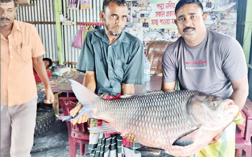 পদ্মার এক কাতল অর্ধলাখ টাকা