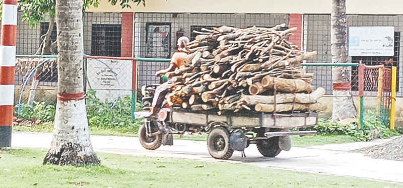 উপজেলা চেয়ারম্যানের বিরুদ্ধে সরকারি গাছ পাচারের অভিযোগ