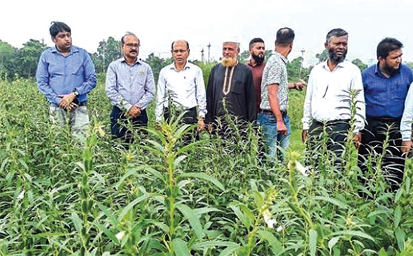 গোমতী নদীর চরে তিলের ভালো ফলনে খুশি কৃষক