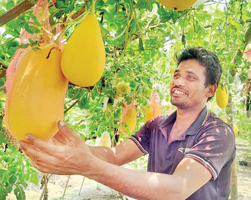 অসময়ে তরমুজ চাষে সফল নীলফামারীর কৃষক