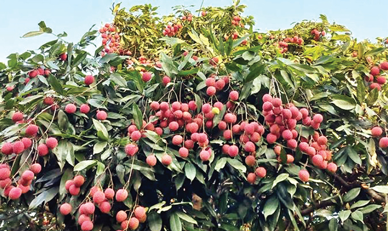 ব্রাহ্মণবাড়িয়ায় লিচু চাষিদের হাসি