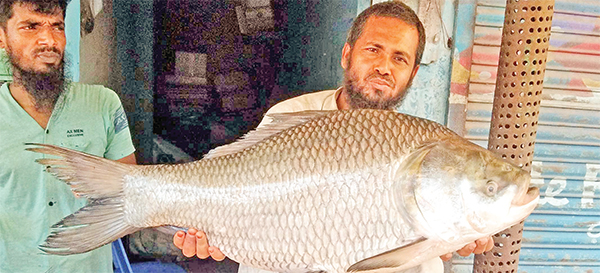 বগুড়ার শেরপুরে ৫৬৭ বছরের ঐতিহ্যবাহী কেল্লাপোশী মেলা