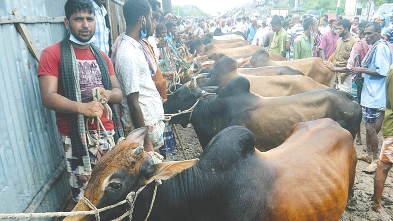 রাজশাহীতে চাহিদার চেয়ে বেশি ৭০ হাজার কোরবানির পশু