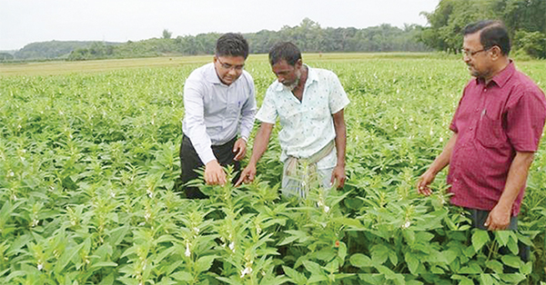 কুমিল্লায় এক জমিতে বছরে চার ফসল