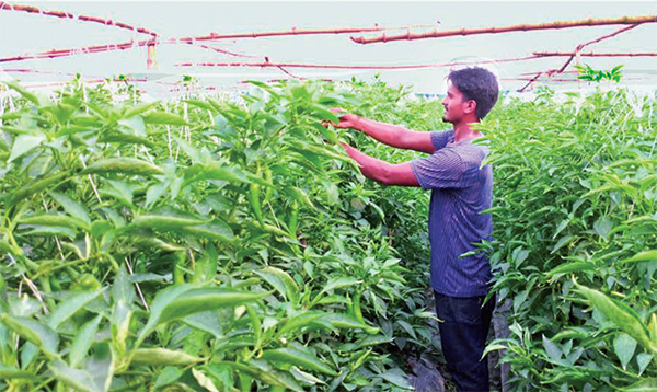 শিমলা মরিচ চাষে সফল যশোরের মানিক