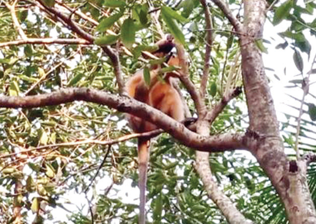 লোকালয়ে হনুমান