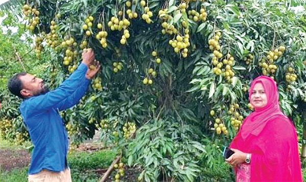 শ্রীপুরে বাগানে ১৩ কোটি ১০ লাখ টাকার লিচু বিক্রি