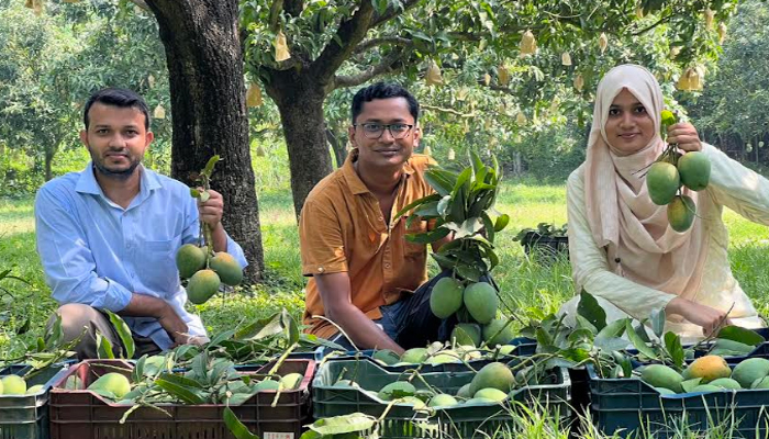 রংপুরের বাজারে আসছে হাঁড়িভাঙা আম