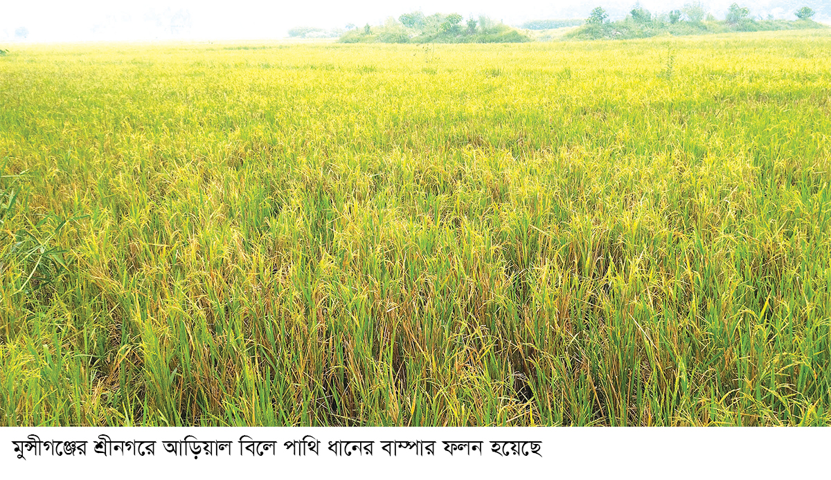 আড়িয়াল বিলে ‘পাথি’ ধানের বাম্পার ফলন