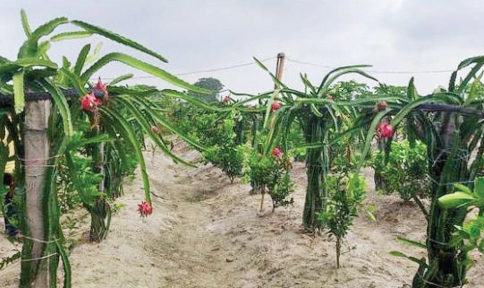 আয়ের পথ দেখাচ্ছে অন্যদেরও