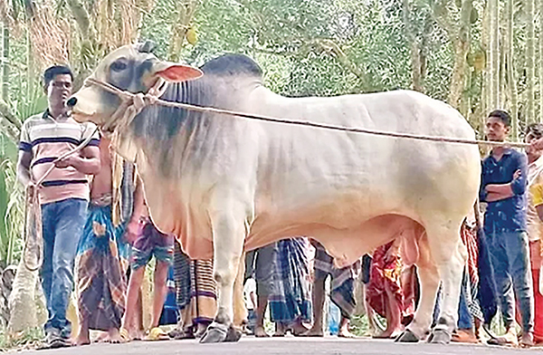 প্রধানমন্ত্রীকে গরু উপহার দিতে চান বুলবুল