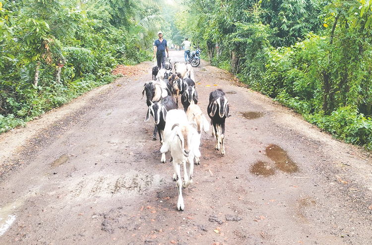 ছাগল পালনে স্বাবলম্বী হাবিব