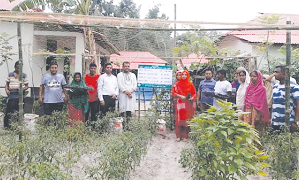 নড়াইলে জনপ্রিয়তা পাচ্ছে পারিবারিক পুষ্টি বাগান