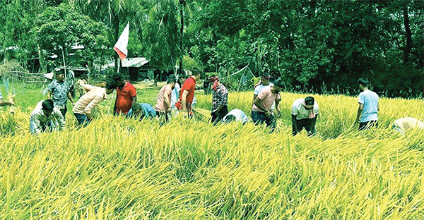 কৃষকের ঘরে আনন্দ