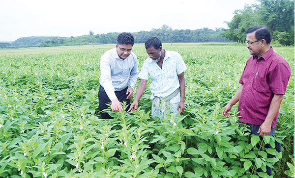 এক জমিতে বছরে ৪ ফসল