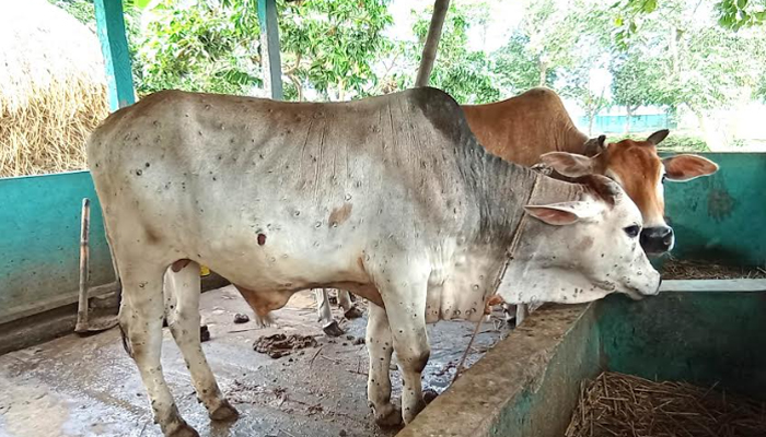 ঈশ্বরগঞ্জে ছড়াচ্ছে ‘লাম্পি স্কিন’ রোগ, উদাসীন প্রাণিসম্পদ বিভাগ 