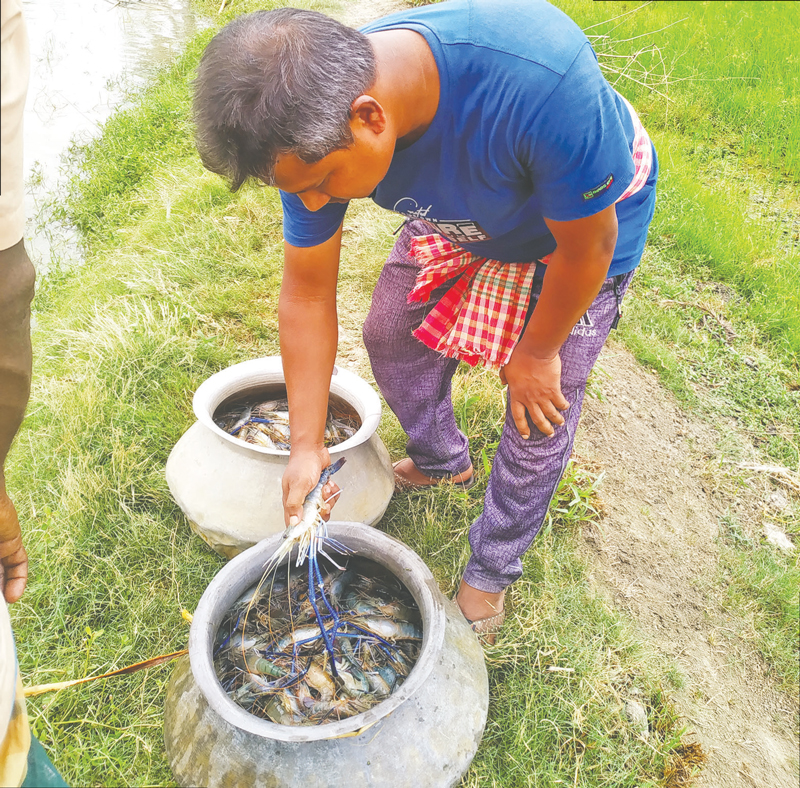 সফল মৎস্য ব্যবসায়ী মফিজ