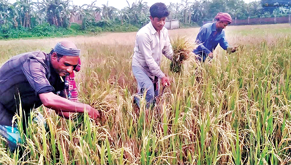 এক চারায় দুইবার ধান