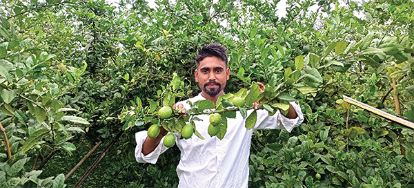 বীজহীন লেবু চাষে যুবকের ভাগ্য বদল