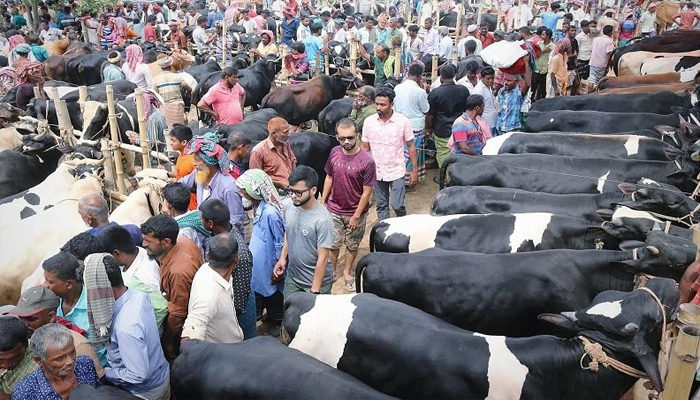 পাবনায় কোরবানির পশু পর্যাপ্ত হলেও নেই বেচা-কেনা