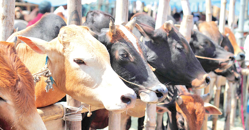 ‘অবৈধ পথে ভারতীয় পশু আনা যাবে না’