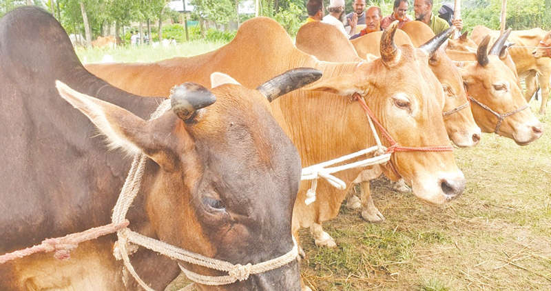 ২০৪৪টি খামারে প্রস্তুত ১৬৭৯২ পশু