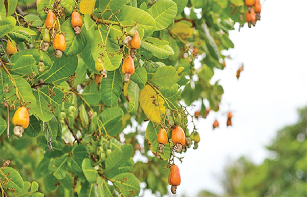 কুমিল্লায় কাজু বাদাম চাষে লাভবান কৃষক