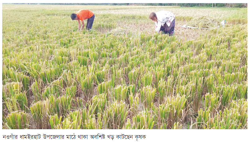 পড়ে থাকা খড় গোখাদ্য