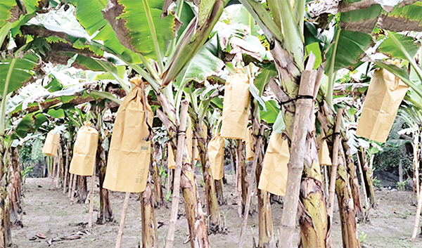 কলা চাষে দেড় লাখ টাকা আয় আলাউদ্দিনের