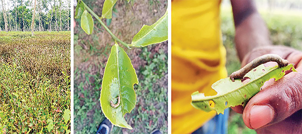 ক্যাটারপিলারের আক্রমণ সিলেটের চা বাগানে