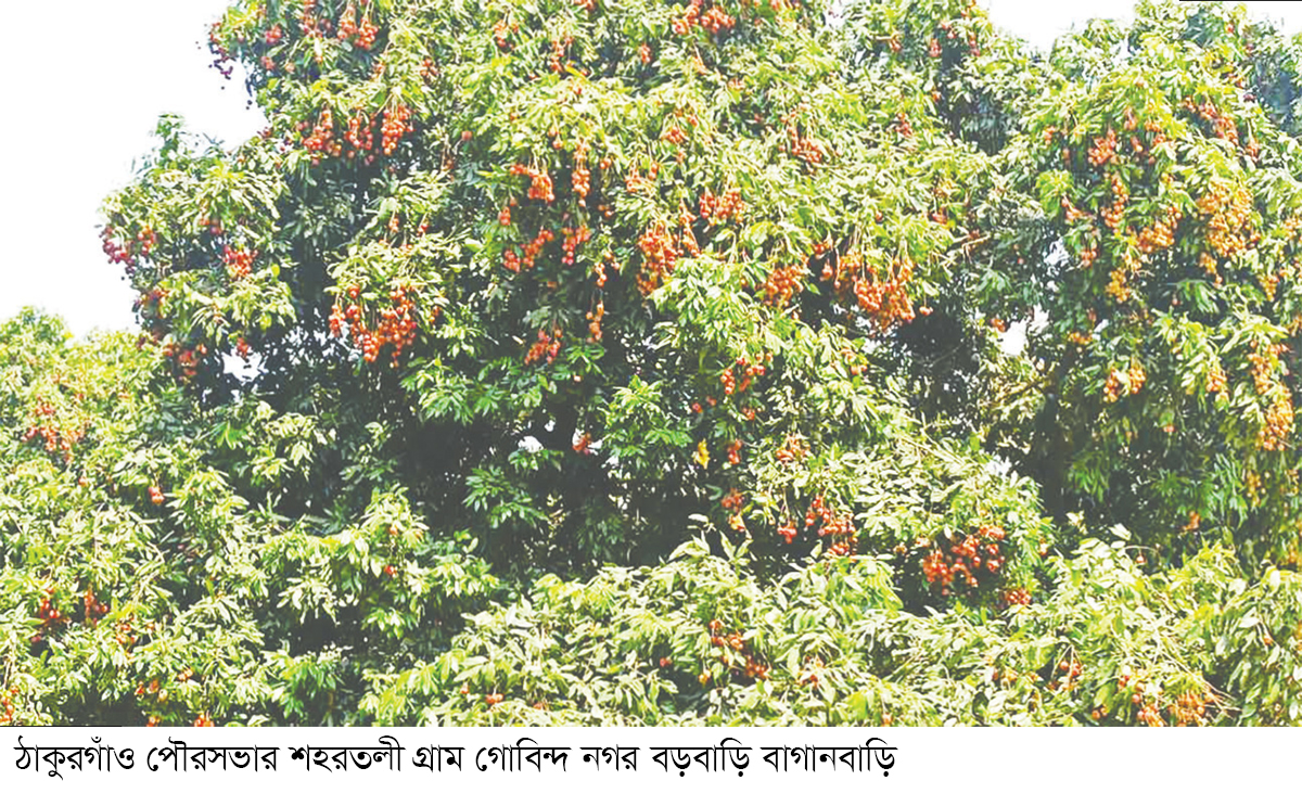 লিচুর গ্রাম গোবিন্দ নগর