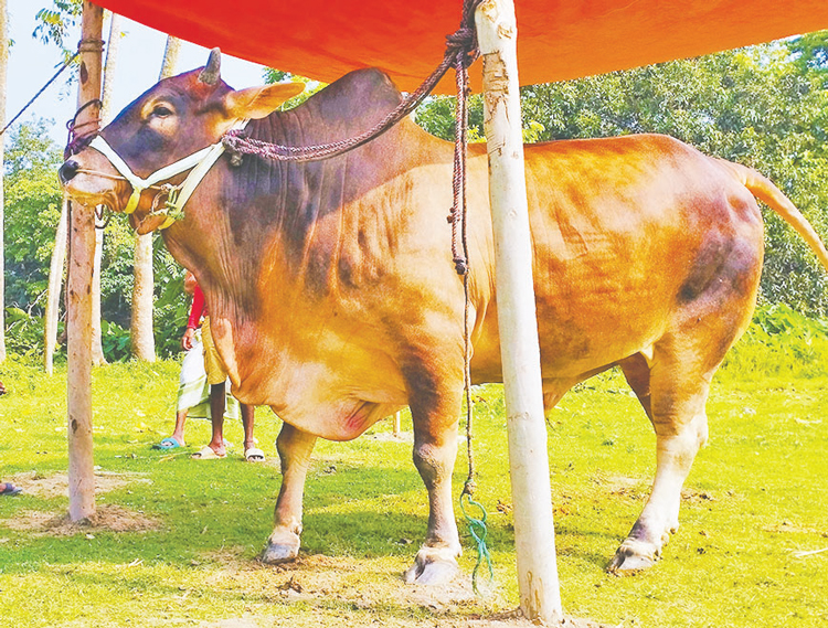 কটিয়াদীর সেরা আকর্ষণ রাজ বাহাদুর