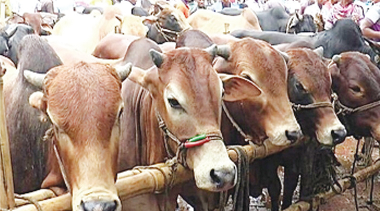 চট্টগ্রামের ৯ হাটে মঙ্গলবার থেকে বসবে কোরবানির পশুর বাজার