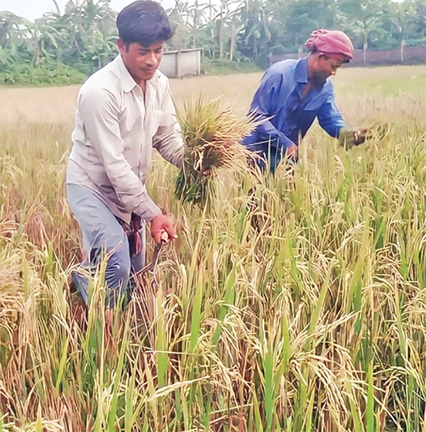 ক্ষেতে একবার চারা লাগিয়ে দু’বার ধান