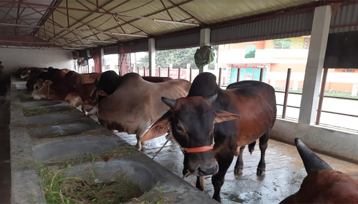 চাহিদার চেয়ে ৪১ হাজারেরও বেশি কোরবানির পশু নিয়ে ব্যস্ত ঈশ্বরদীর খামারিরা 