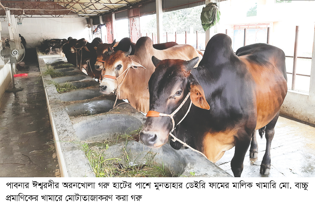 চাহিদার চেয়ে ৪১ হাজারেরও বেশি কোরবানির পশু