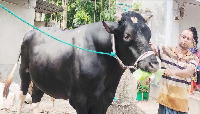 সাতক্ষীরার ‘সম্রাট’ যাবে হাটে, দাম চাওয়া হবে ১৫ লাখ