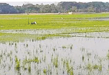 বিলে পানি তুলে মাছ চাষ, বন্যার শঙ্কা