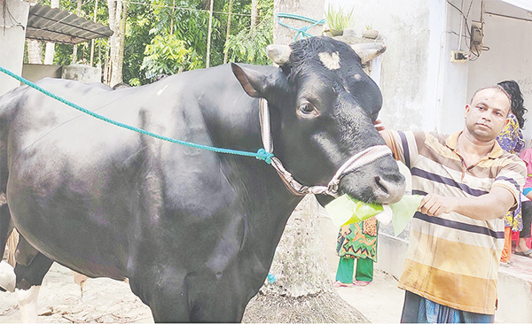 ‘সম্রাট’ যাবে হাটে দাম চাওয়া হবে ১৫ লাখ