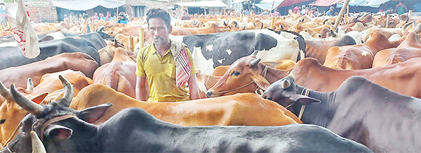 জয়পুরহাটে দেশি ষাঁড়ের ক্রেতা বেশি