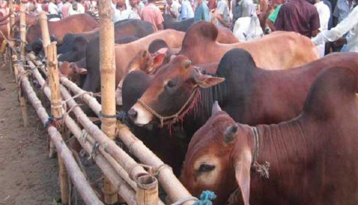 কোরবানির গরু আমদানির নির্দেশনা চেয়ে হাইকোর্টে রিট