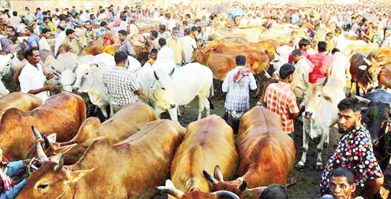 পশুর দাম পরিশোধ করা যাবে মোবাইলে